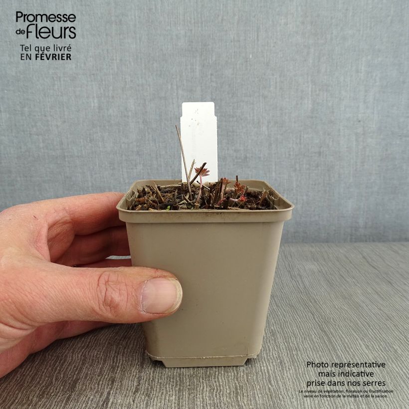 Spécimen de Geranium vivace Starman Godet de 8/9 cm tel que livré en hiver