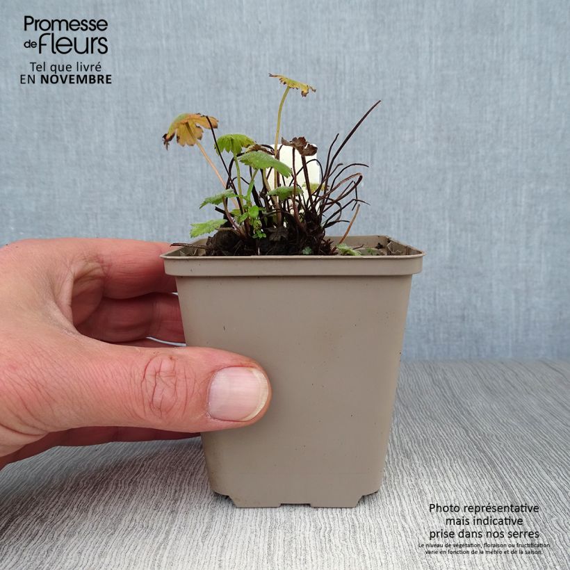 Spécimen de Géranium vivace Sue Crûg Godet de 8/9 cm tel que livré en automne