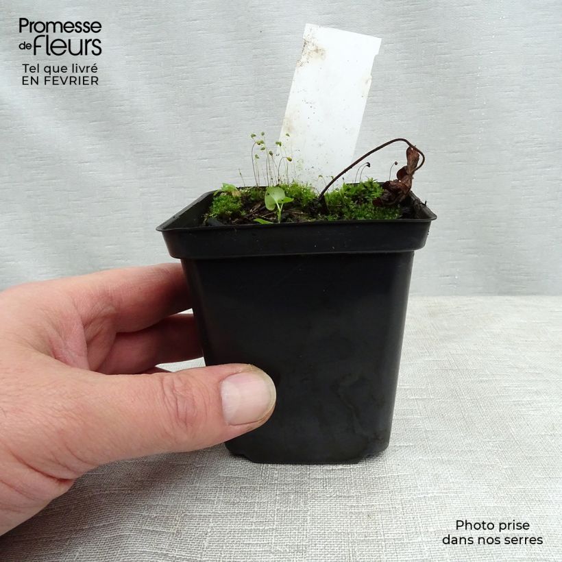 Spécimen de Géranium vivace Sweet Heidi Godet de 8/9 cm tel que livré en hiver