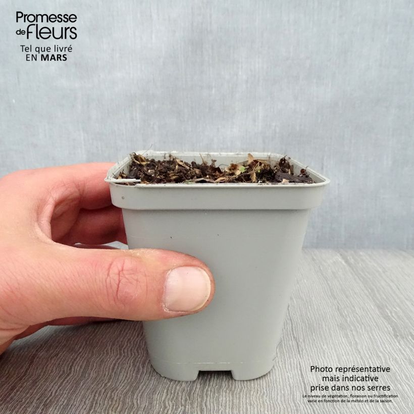 Spécimen de Géranium vivace Sweet Heidi Godet de 8/9 cm tel que livré au printemps