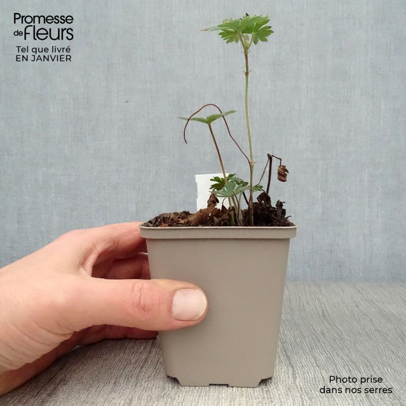 Spécimen de Geranium vivace Tiny Monster Godet de 8/9 cm tel que livré en hiver