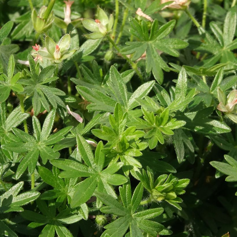 Geranium vivace sanguineum Frivolius Pink (Feuillage)