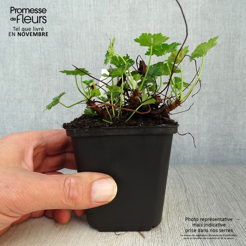 Spécimen de Géranium vivace cantabrigiense Biokovo Godet de 8/9 cm tel que livré en automne