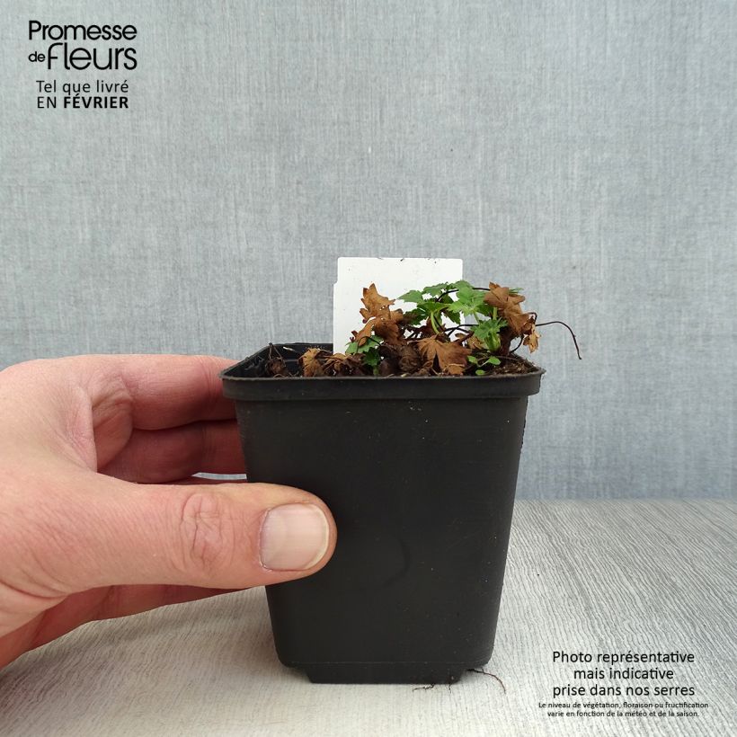 Spécimen de Géranium vivace cantabrigiense Biokovo Godet de 8/9 cm tel que livré en hiver