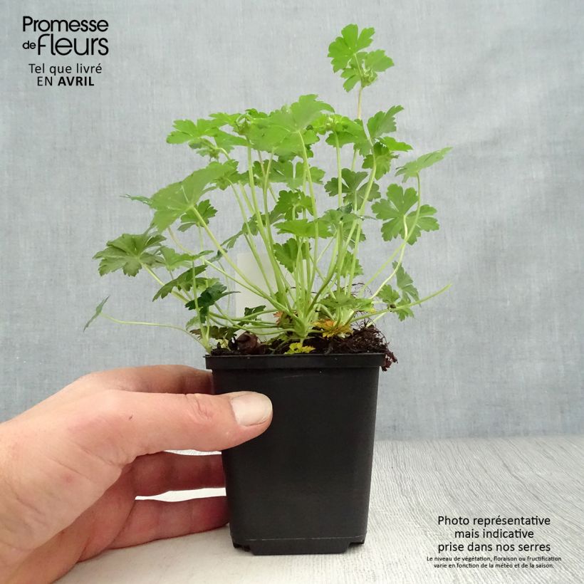 Spécimen de Géranium vivace cantabrigiense Biokovo Godet de 8/9 cm tel que livré au printemps