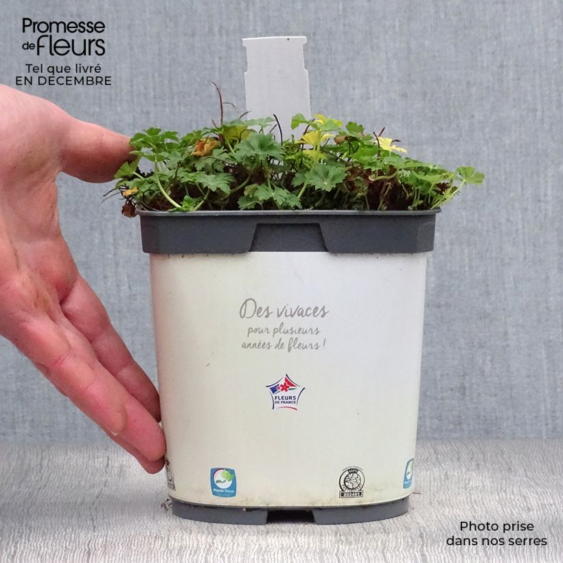 Spécimen de Géranium vivace cantabrigiense Biokovo Pot de 2L/3L tel que livré en hiver