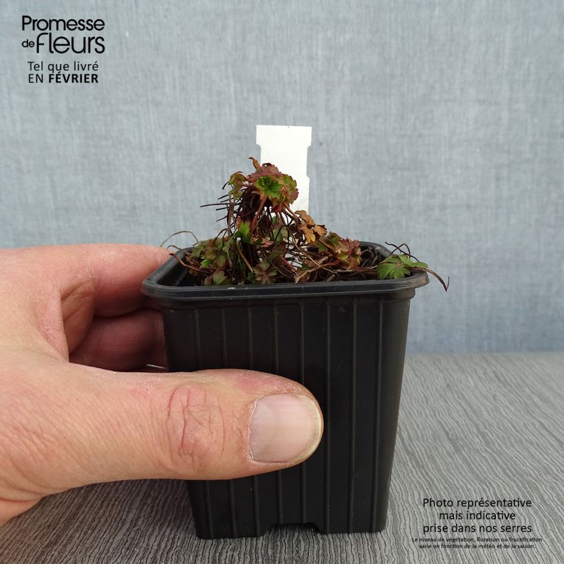 Spécimen de Géranium vivace cantabrigiense Intense Godet de 8/9 cm tel que livré en hiver
