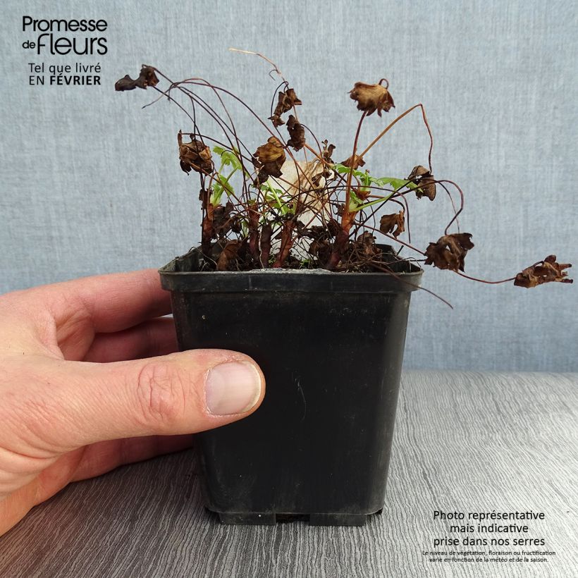 Spécimen de Géranium vivace cantabrigiense Karmina Godet de 8/9 cm tel que livré en hiver