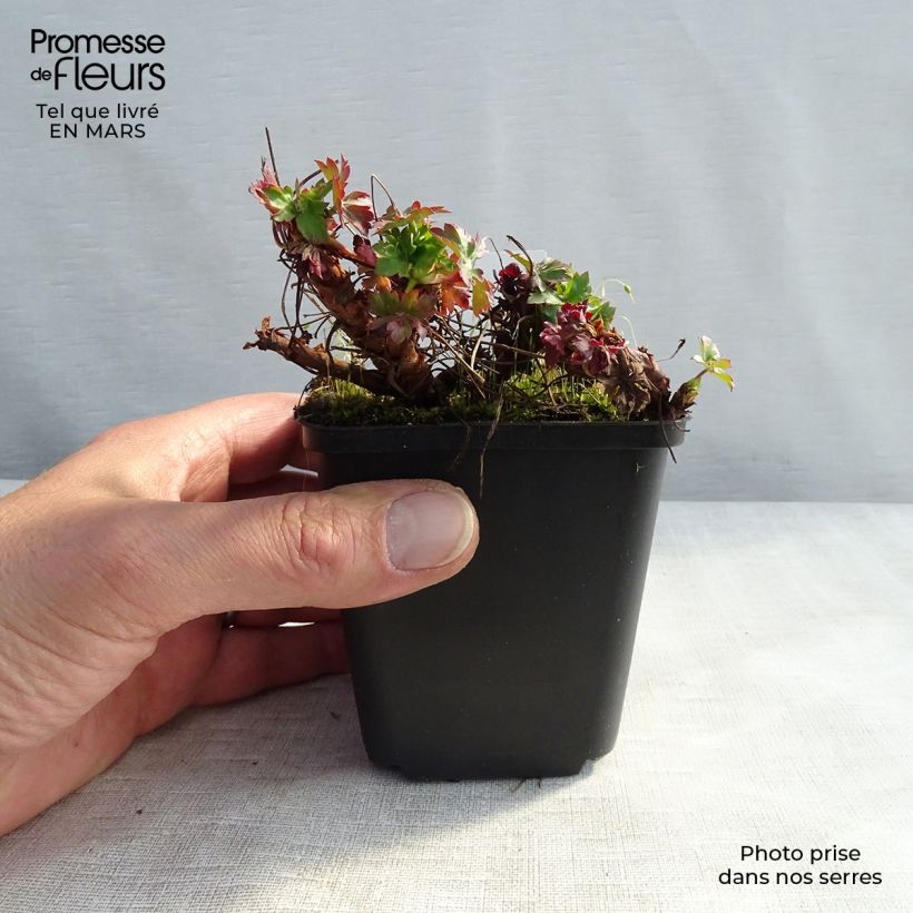 Spécimen de Géranium vivace cantabrigiense St Ola Godet de 8/9 cm tel que livré en hiver