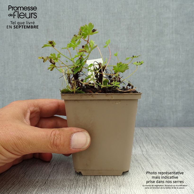Spécimen de Géranium vivace cantabrigiense Westray Godet de 8/9 cm tel que livré en automne