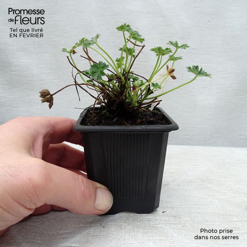 Spécimen de Geranium vivace cinereum Ballerina Godet de 8/9 cm tel que livré en hiver