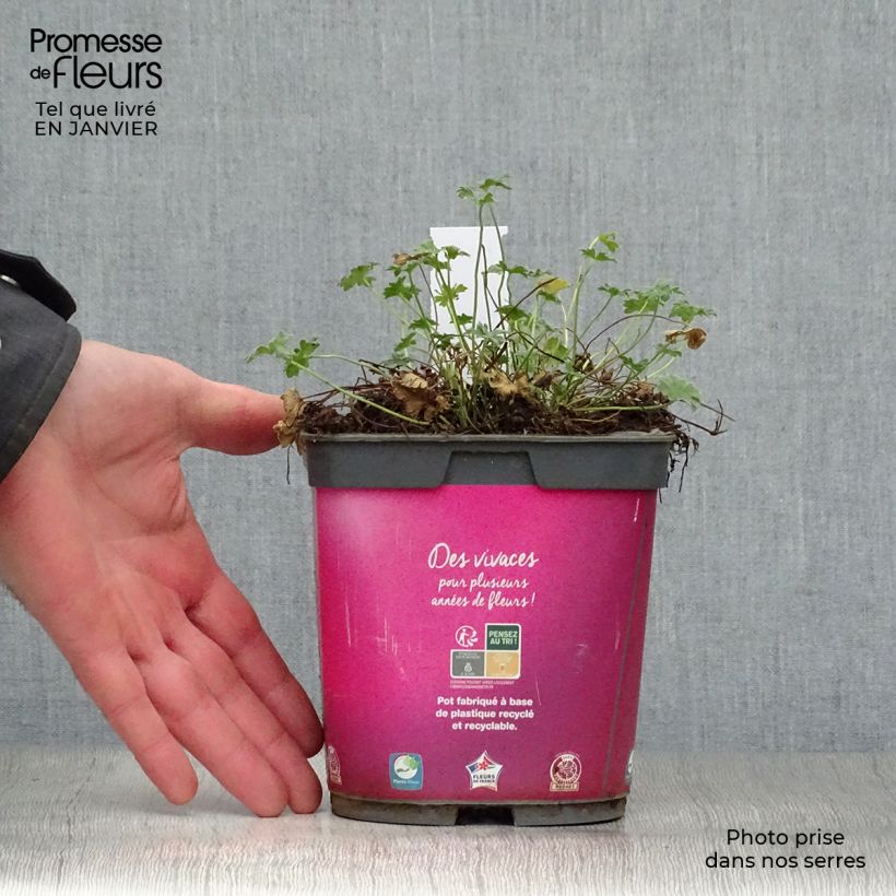 Spécimen de Geranium vivace cinereum Ballerina Pot de 2L/3L tel que livré en hiver