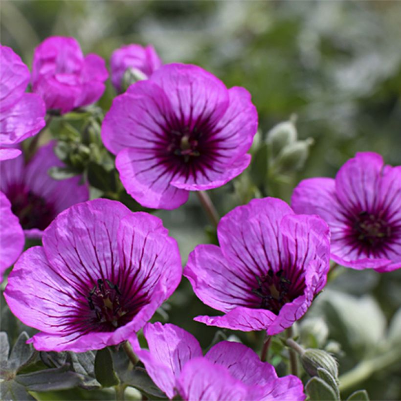 Gerânio Jolly Jewel Night - Geranium cinereum (Floração)
