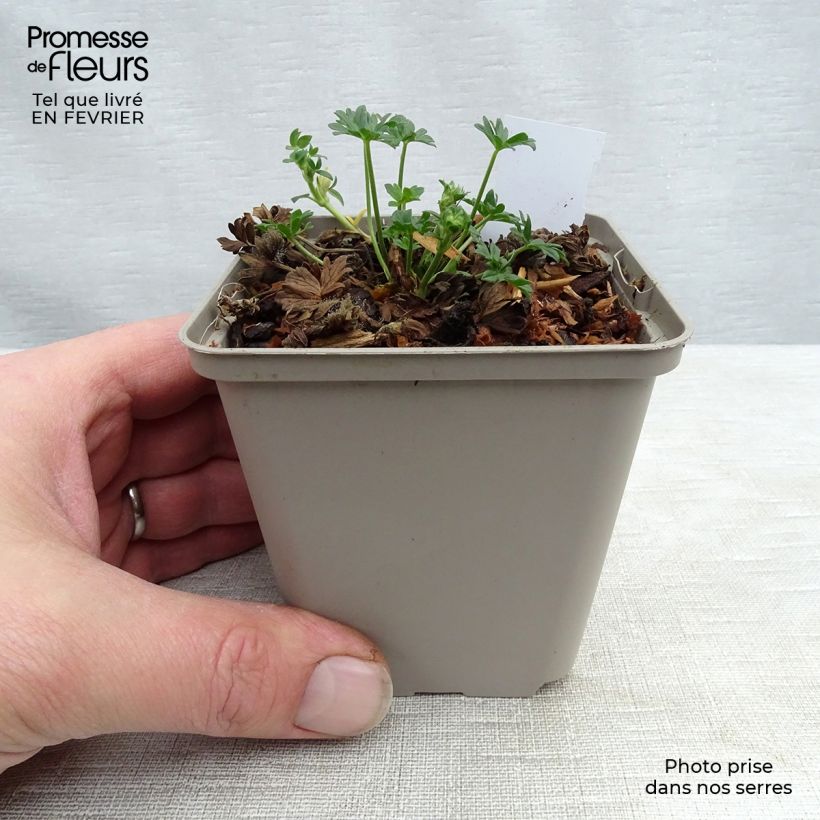 Spécimen de Géranium vivace cinereum Jolly Jewel Night Godet de 8/9 cm tel que livré en hiver