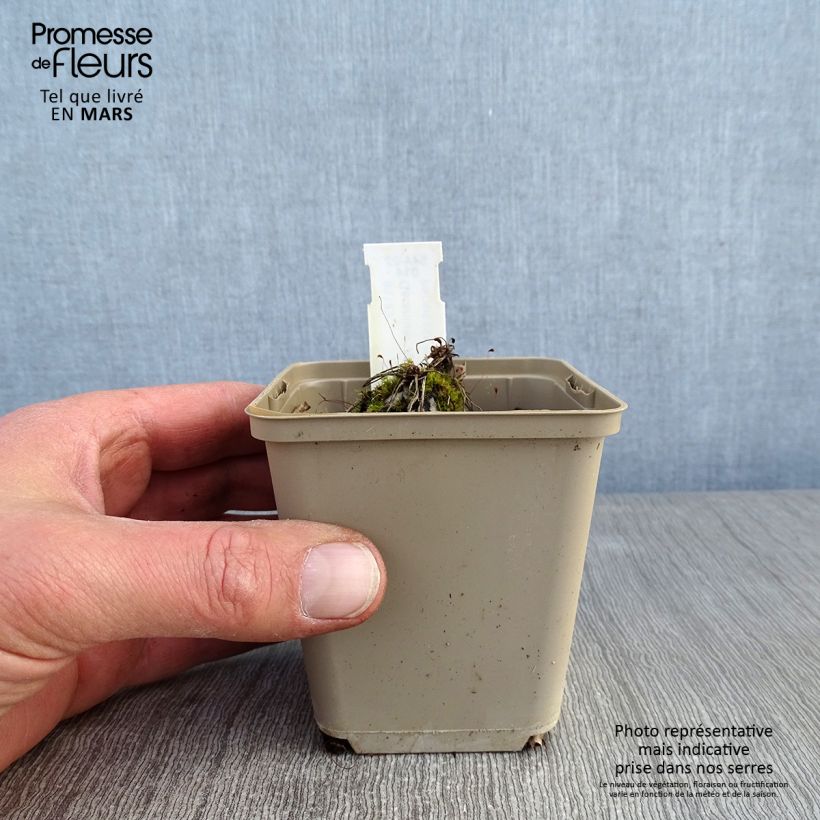 Spécimen de Geranium vivace cinereum Jolly Jewel Pink Godet de 8/9 cm tel que livré en hiver