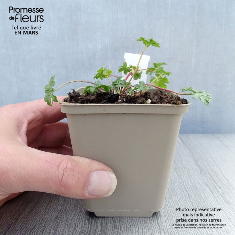 Spécimen de Geranium vivace cinereum Jolly Jewel Pink Godet de 8/9 cm tel que livré au printemps