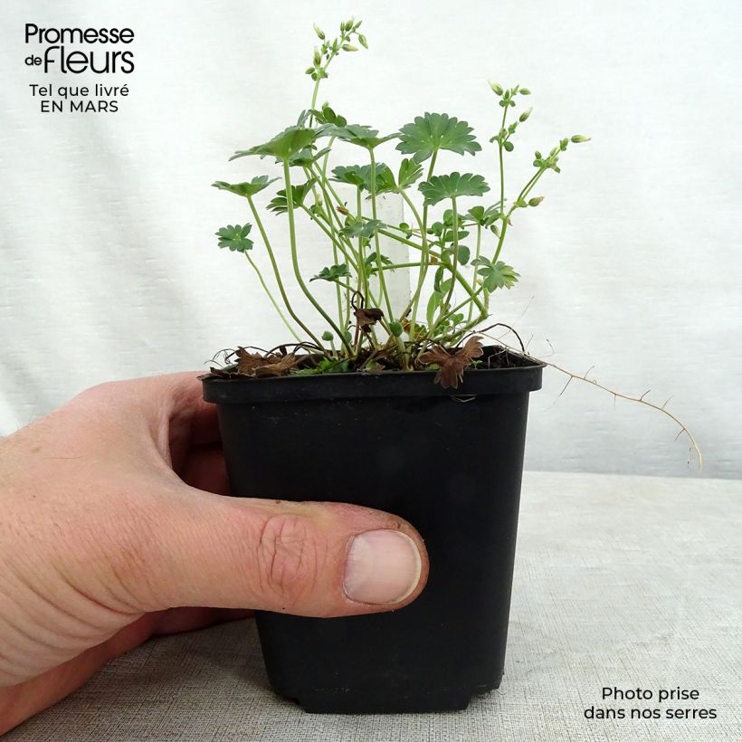 Spécimen de Géranium vivace cinereum Jolly Jewel Red Improved  Godet de 8/9 cm tel que livré au printemps