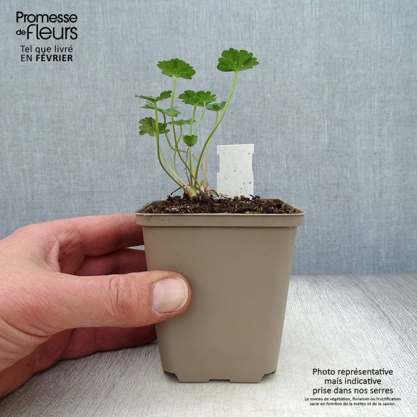 Spécimen de Géranium vivace cinereum Jolly Jewel Red Improved  Godet de 8/9 cm tel que livré en hiver