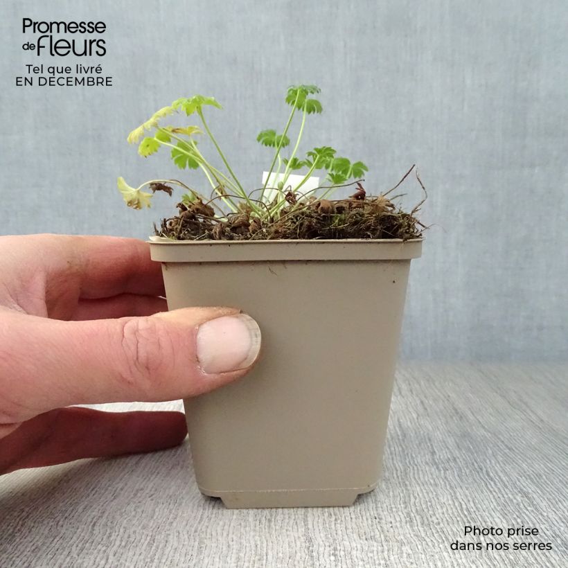 Spécimen de Geranium vivace cinereum Jolly Jewel Salmon Godet de 8/9 cm tel que livré en hiver