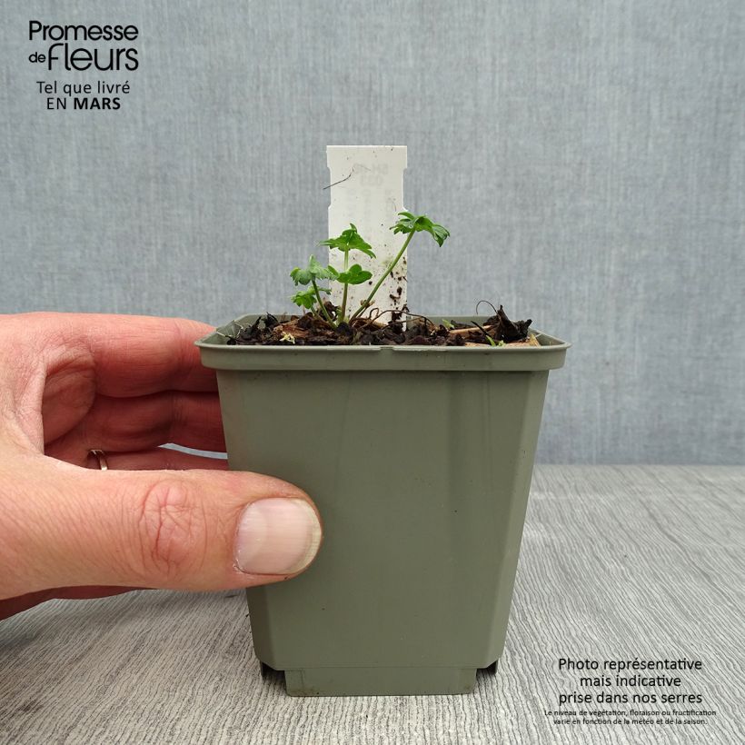 Spécimen de Geranium vivace cinereum Jolly Jewel Salmon Godet de 8/9 cm tel que livré au printemps