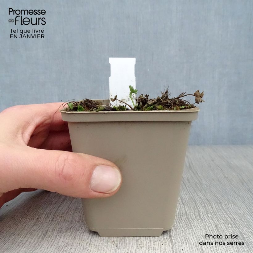 Spécimen de Geranium vivace cinereum Jolly Jewel Violet Godet de 8/9 cm tel que livré en hiver