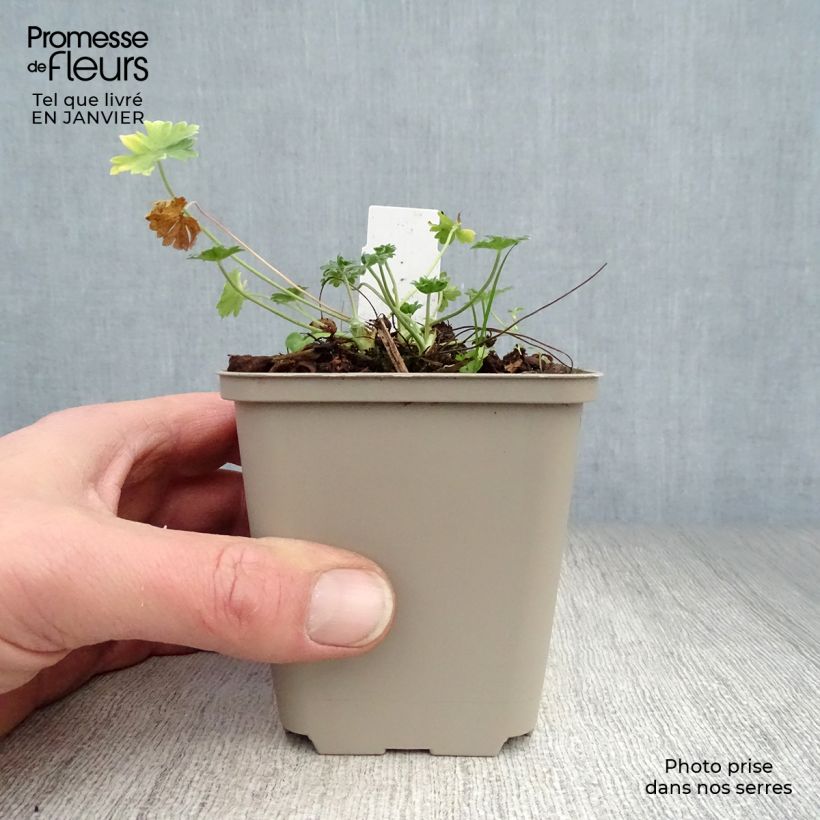 Spécimen de Géranium vivace cinereum v. subcaulescens Giuseppii Godet de 8/9 cm tel que livré en hiver