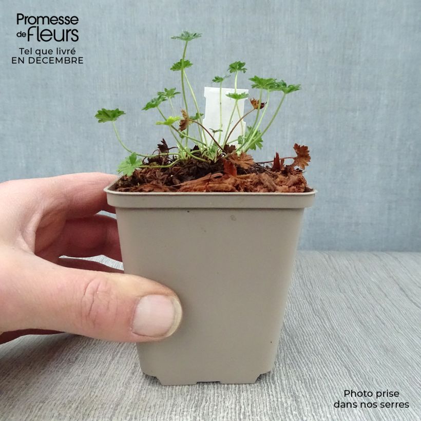 Spécimen de Géranium vivace cinereum v. subcaulescens  Godet de 8/9 cm tel que livré en hiver