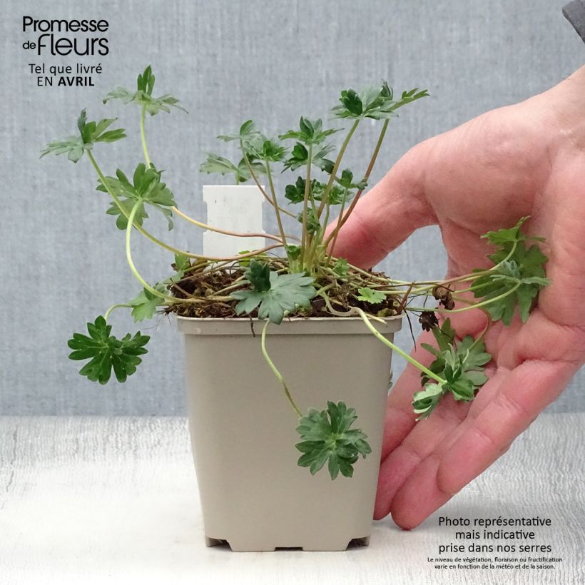 Spécimen de Géranium vivace cinereum v. subcaulescens  Godet de 8/9 cm tel que livré au printemps
