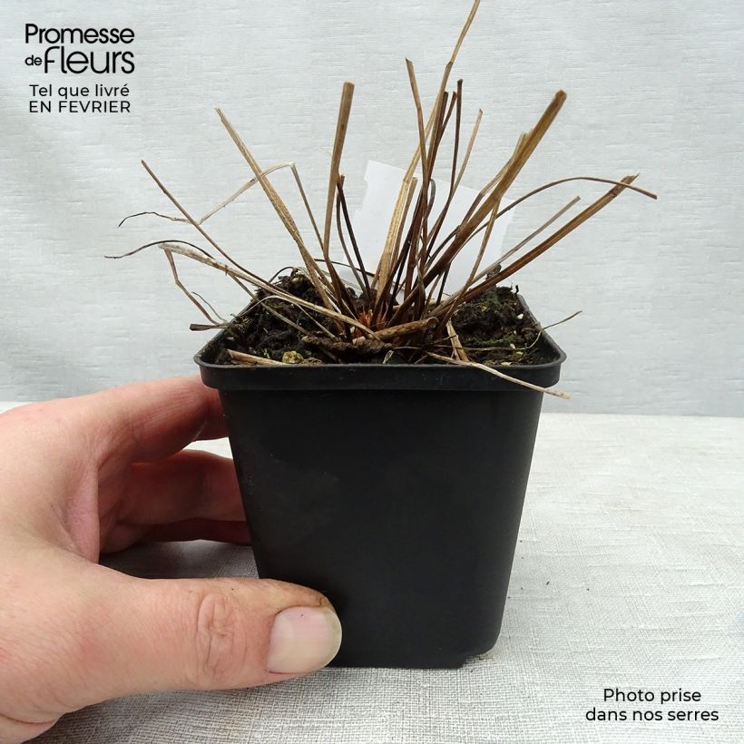 Spécimen de Géranium vivace clarkei Kashmir Blue Godet de 8/9 cm tel que livré en hiver