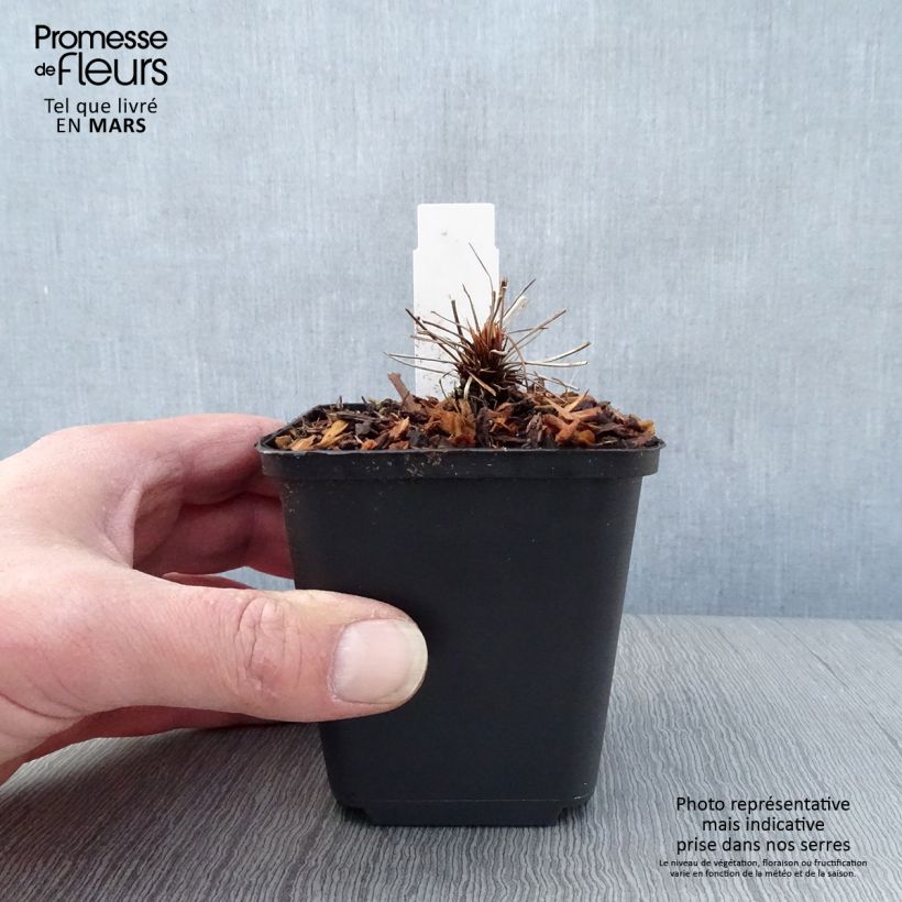 Spécimen de Géranium vivace clarkei Kashmir Pink Godet de 8/9 cm tel que livré au printemps