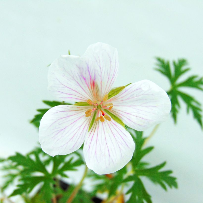 Gerânio Kashmir White - Geranium clarkei (Floração)