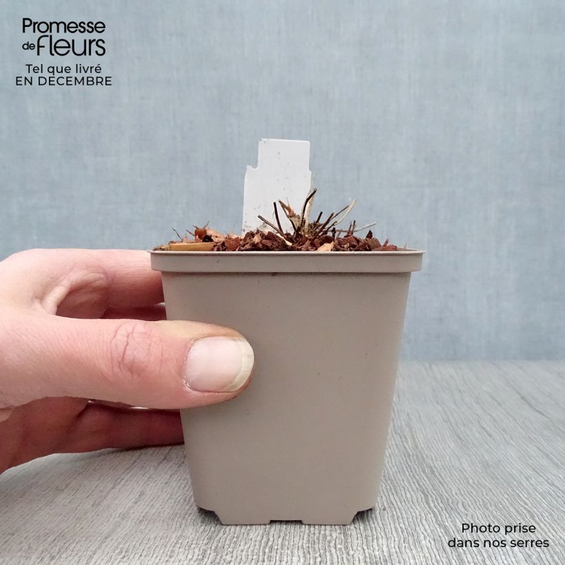 Spécimen de Géranium vivace clarkei Kashmir White Godet de 8/9 cm tel que livré en hiver