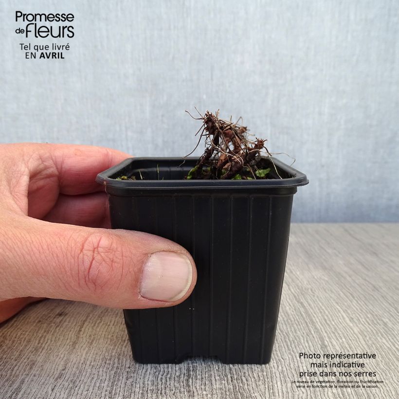 Geranium dalmaticum Bressingham Pink Vasetto da 8/9 cm esemplare consegnato in primavera