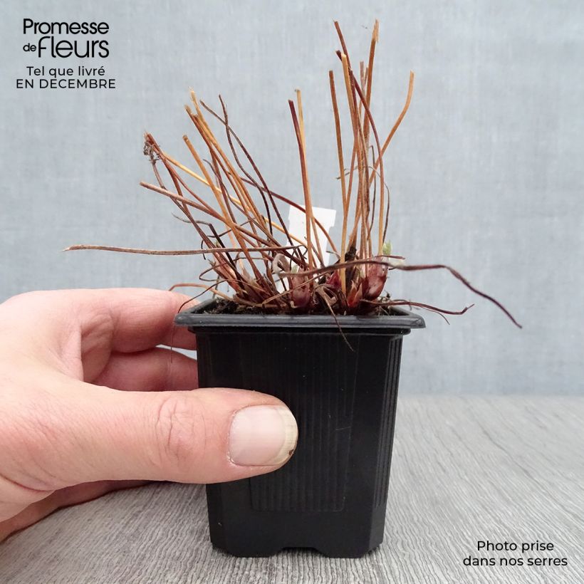 Spécimen de Géranium vivace endressii Godet de 8/9 cm tel que livré en hiver