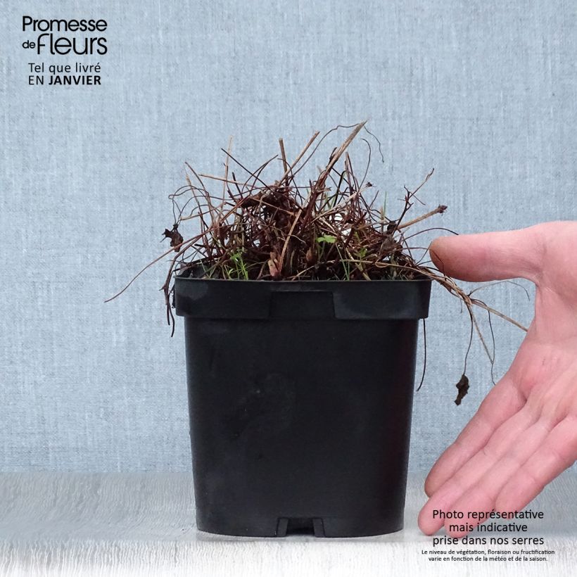 Spécimen de Géranium vivace endressii Pot de 2L/3L tel que livré en hiver