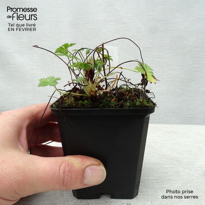 Spécimen de Géranium vivace endressii Wargrave Pink Godet de 8/9 cm tel que livré en hiver