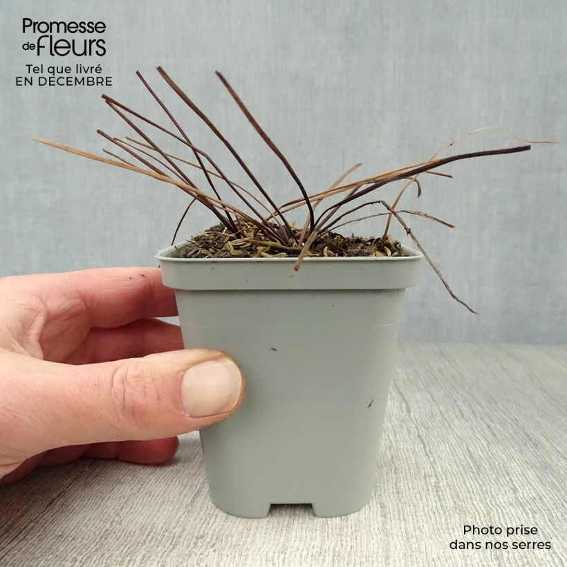 Spécimen de Géranium vivace himalayense Godet de 8/9 cm tel que livré en hiver