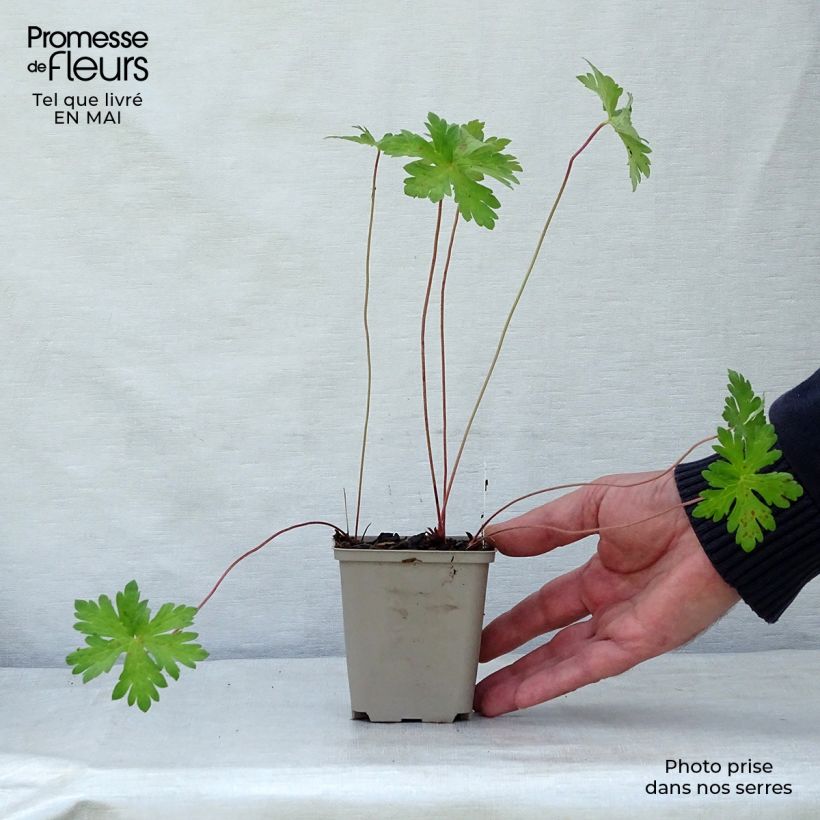 Geranium himalayense Derrick Cook 8/9 cm pot sample as delivered in spring