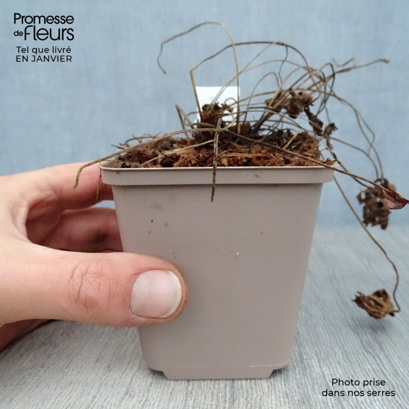 Spécimen de Géranium vivace himalayense Derrick Cook Godet de 8/9 cm tel que livré en hiver