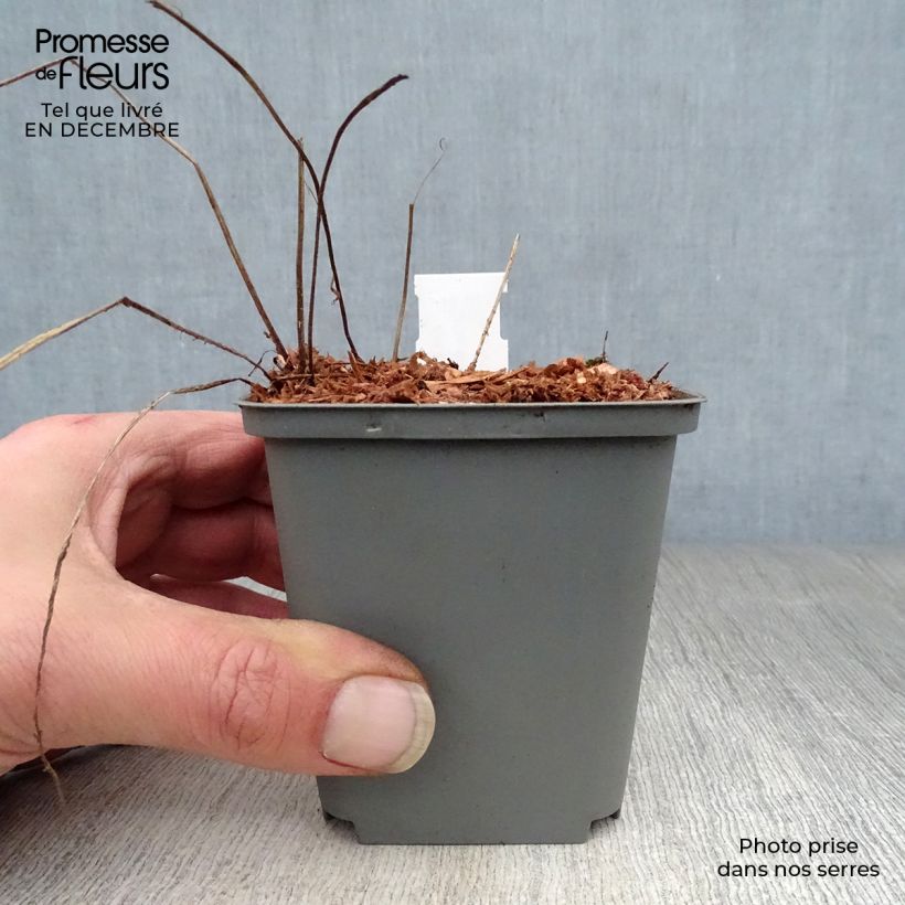 Spécimen de Geranium vivace himalayense Gravetye - Géranium de l'hymalaya Godet de 8/9 cm tel que livré en hiver