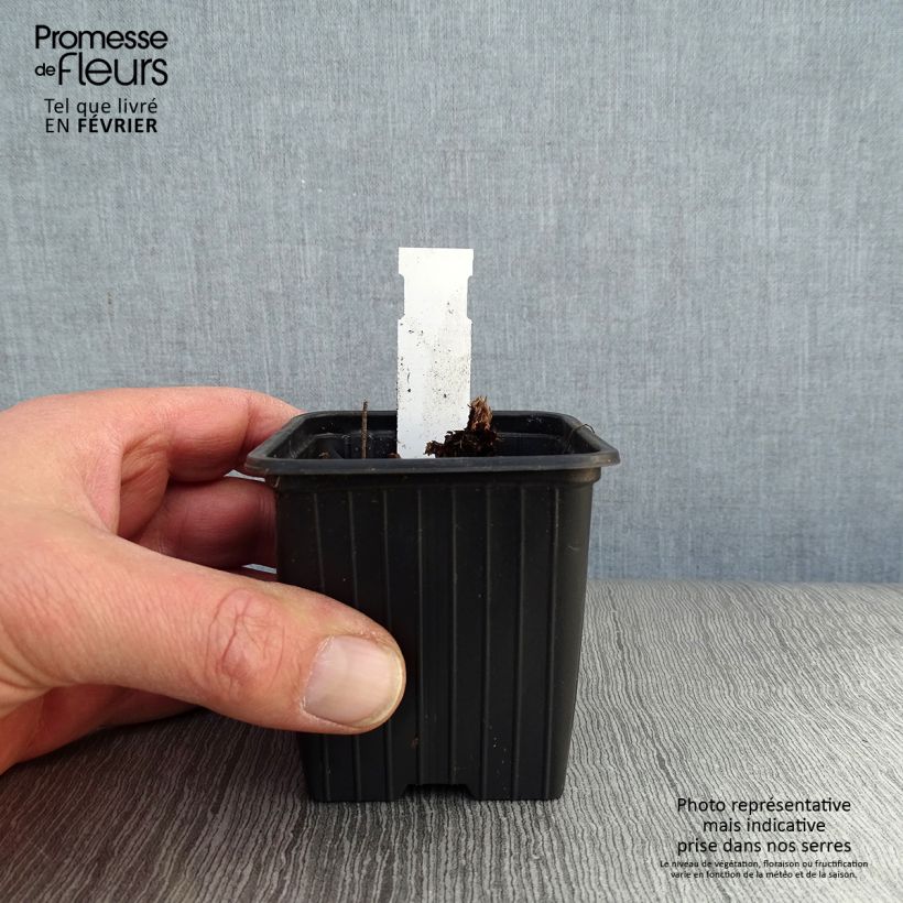 Spécimen de Géranium vivace himalayense Plenum (Birch Double) Godet de 8/9 cm tel que livré en hiver