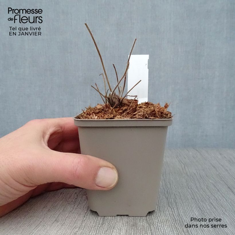 Spécimen de Géranium vivace ibericum Godet de 8/9 cm tel que livré en hiver