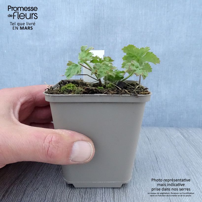 Spécimen de Géranium vivace ibericum Vital -  Geranium vivace d'Ibérie Godet de 8/9 cm tel que livré au printemps