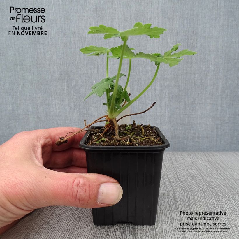Spécimen de Géranium vivace macrorrhizum Bevan s Variety Godet de 8/9 cm tel que livré en automne