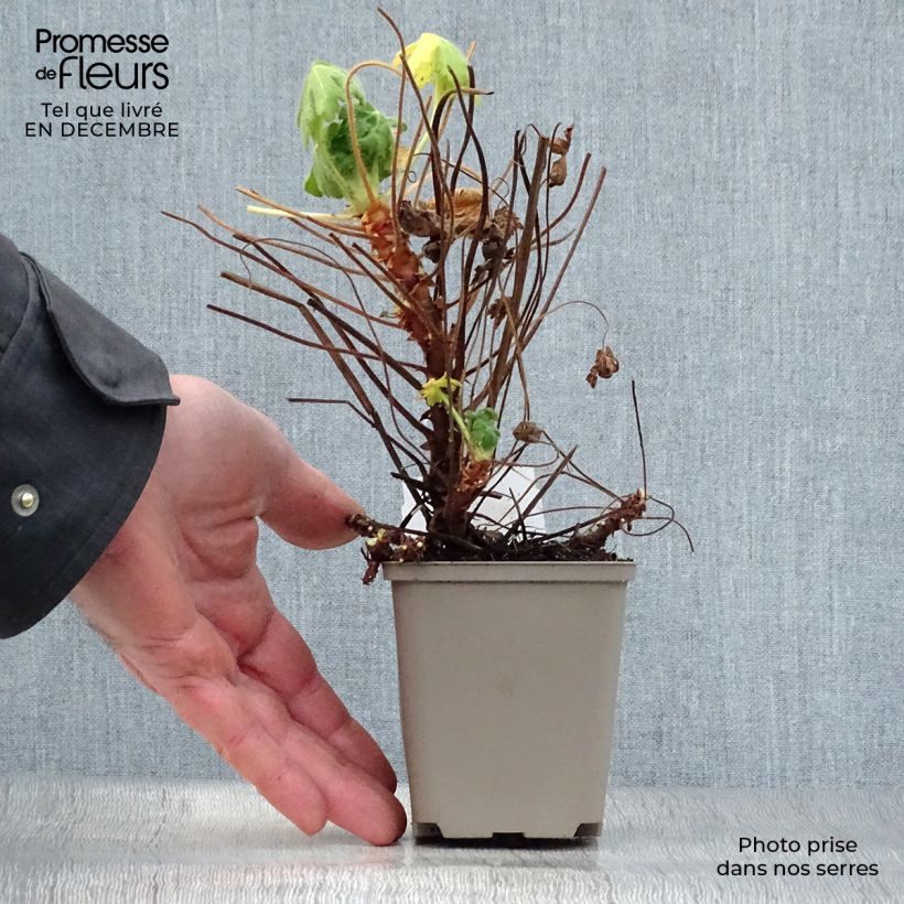 Spécimen de Géranium vivace macrorrhizum Bevan s Variety Godet de 8/9 cm tel que livré en hiver