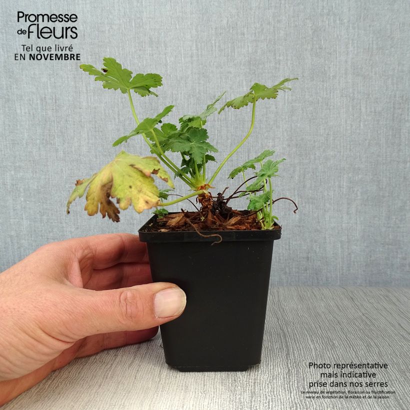 Spécimen de Géranium vivace macrorrhizum Czakor Godet de 8/9 cm tel que livré en automne