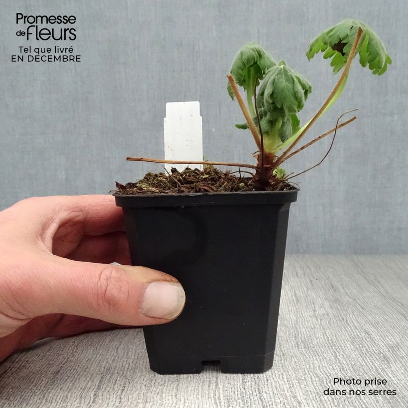 Spécimen de Géranium vivace macrorrhizum Czakor Godet de 8/9 cm tel que livré en hiver