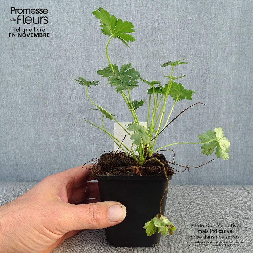 Spécimen de Géranium vivace macrorrhizum Godet de 8/9 cm tel que livré en automne