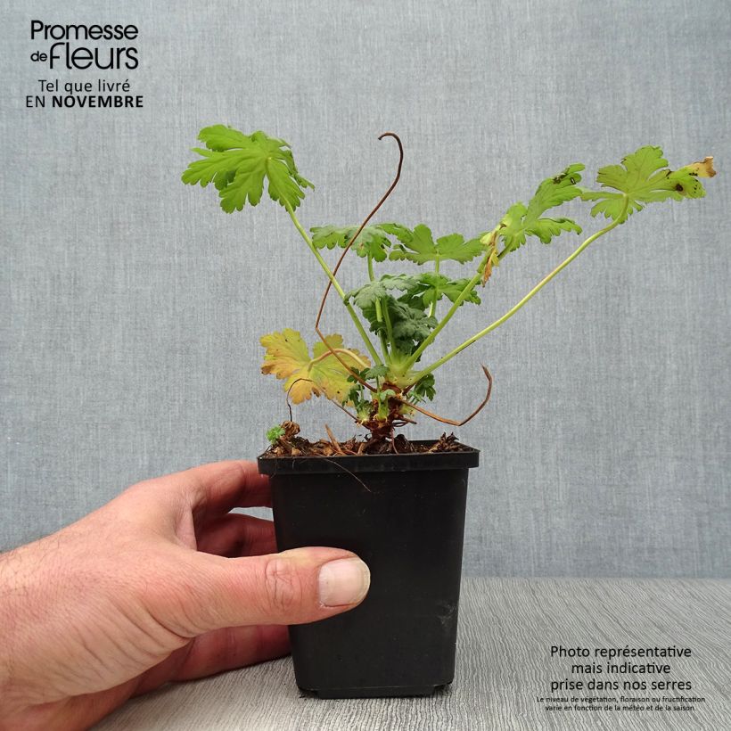 Spécimen de Géranium vivace macrorrhizum Olympos Godet de 8/9 cm tel que livré en automne