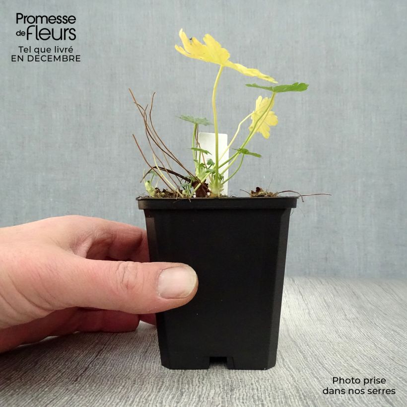 Spécimen de Géranium vivace macrorrhizum Olympos Godet de 8/9 cm tel que livré en hiver